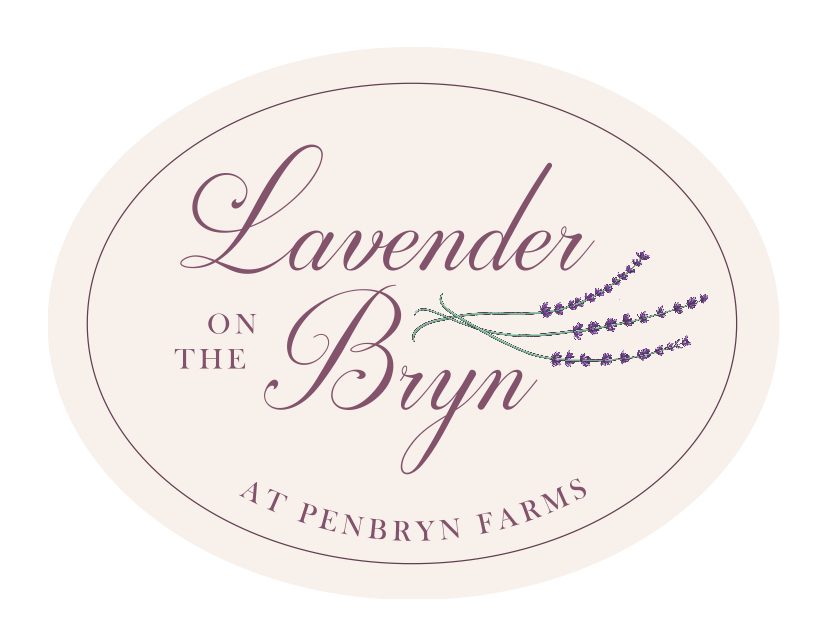 Lavender on the Bryn at Penbryn Farms